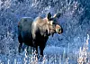 Alaskan moose.