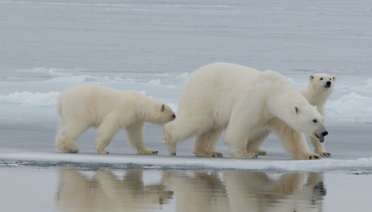 Avian influenza detected in polar bears in Greenland