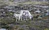 Rein med kalv på Svalbard.