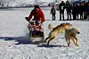 Sled dog race. (Photo: Robin Hood)