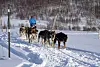 Som eneste spann fra Finnmark er Arctic Musher – Hammerfestspannet påmeldt til Iditarod 2016