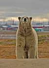 OBS! Photo from Arctic Deeply-rep. Polar bear near Kaktovik, an Inupiaq-Eskimo village on the Beaufort Sea. (Photo: Rich Wilkins)